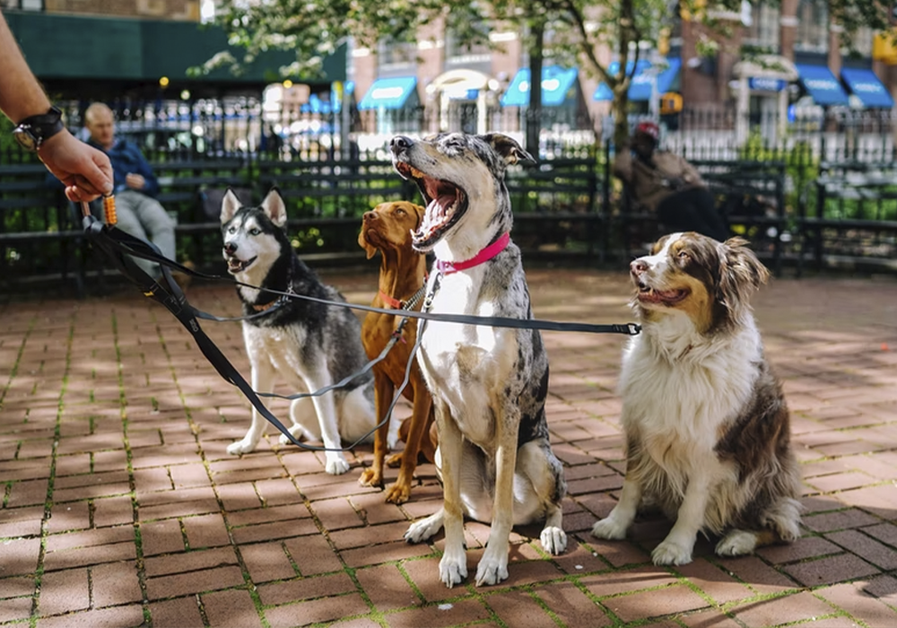 Carrera Perritos En Fuga The Happening