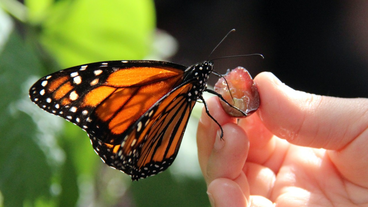 Imagen De La Mariposa Monarca