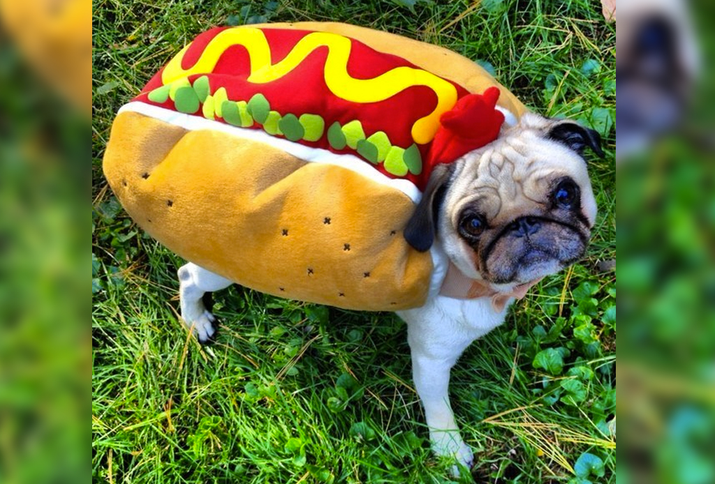 Los Disfraces Para Perro Más Divertidos Para Este Halloween