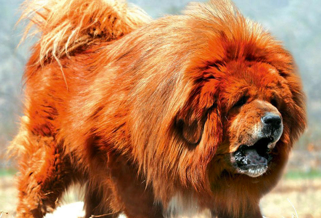 Las 10 razas de perro más grandes del mundo - perros-mas-grandes-del-mundo-1