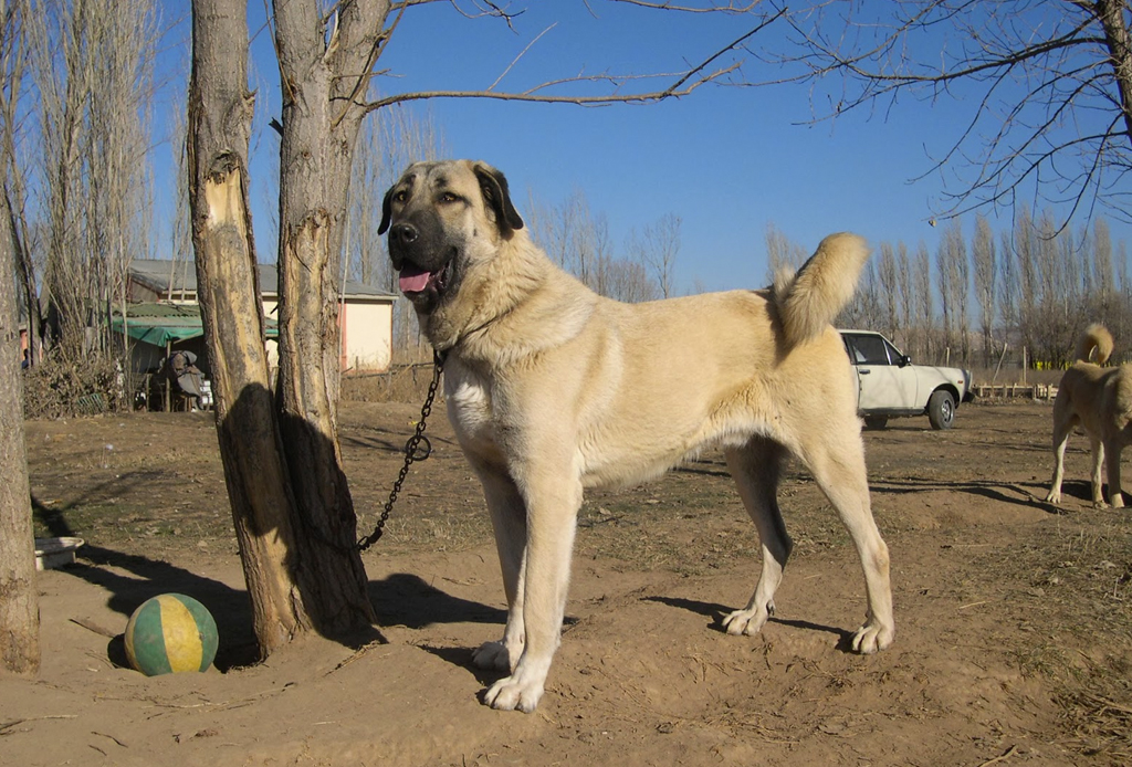 Las 10 razas de perro más grandes del mundo - perros-mas-grandes-del-mundo-10