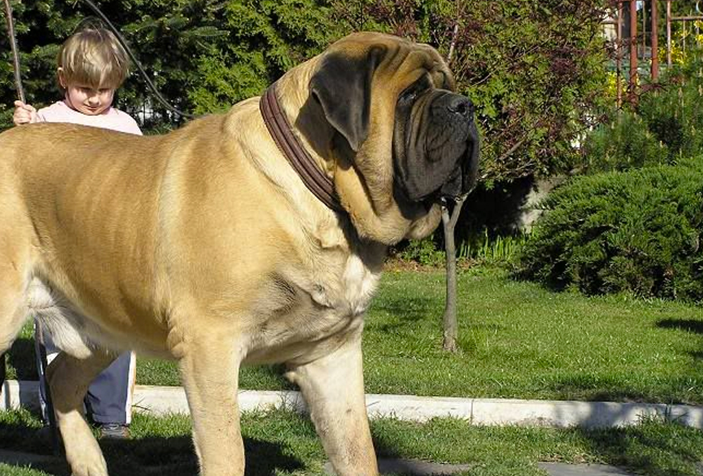 Las 10 razas de perro más grandes del mundo - perros-mas-grandes-del-mundo-2