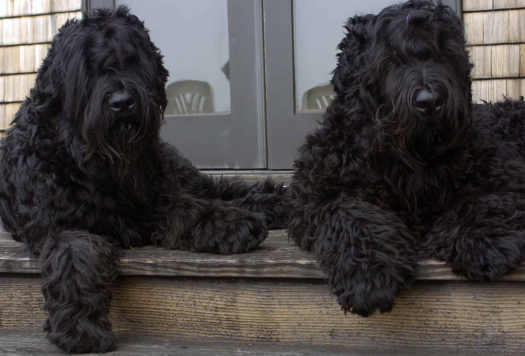 Las 10 razas de perro más grandes del mundo - perros-mas-grandes-del-mundo-black-russian