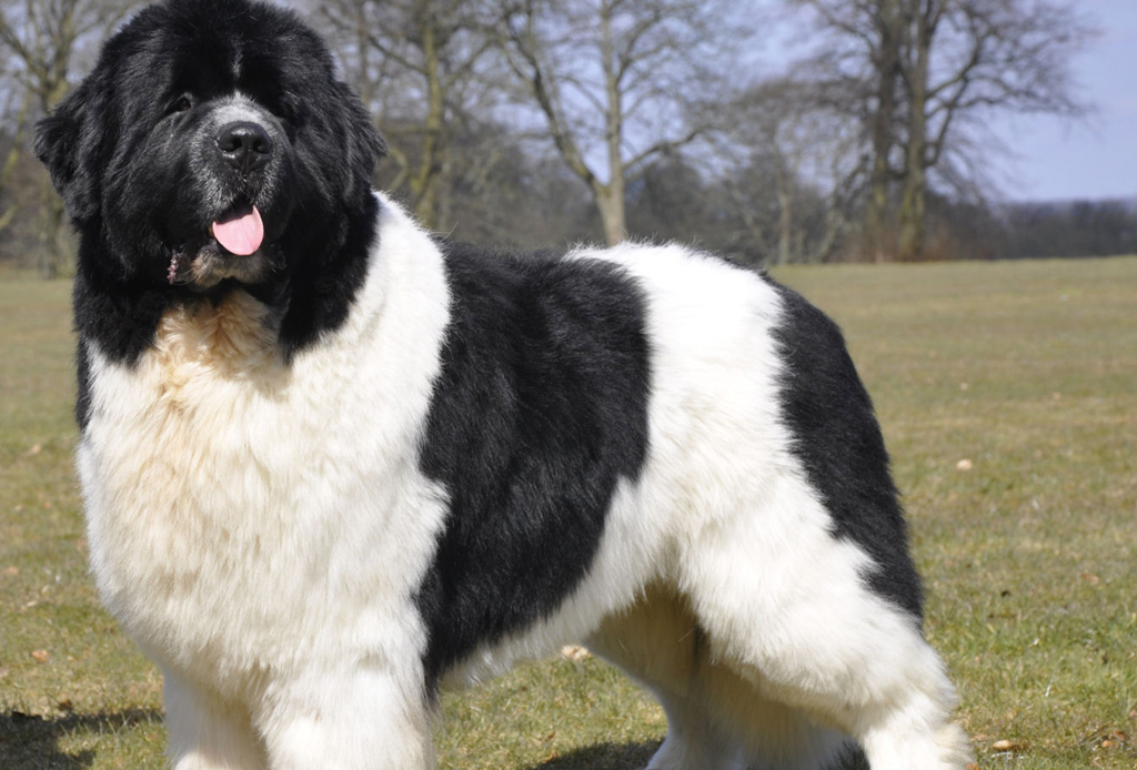 Las 10 razas de perro más grandes del mundo - perros-mas-grandes-del-mundo-landseer