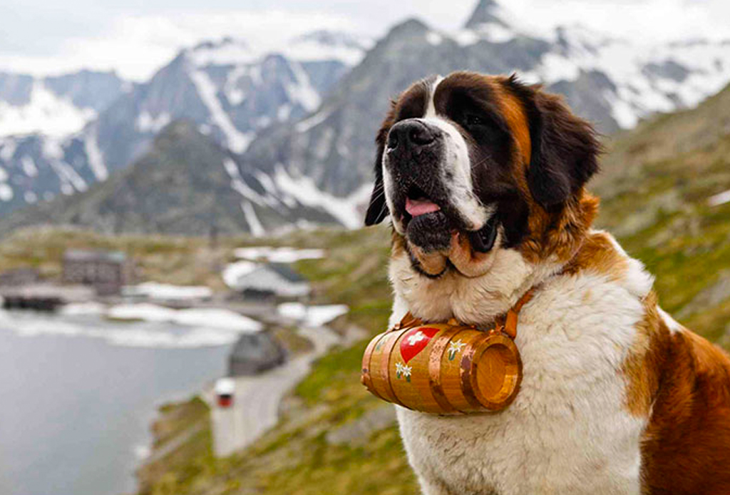 Las 10 razas de perro más grandes del mundo - perros-mas-grandes-del-mundo-san-bernardo