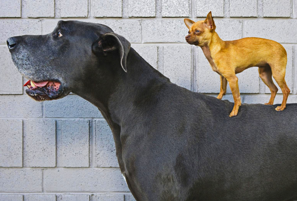 Las 10 razas de perro más grandes del mundo