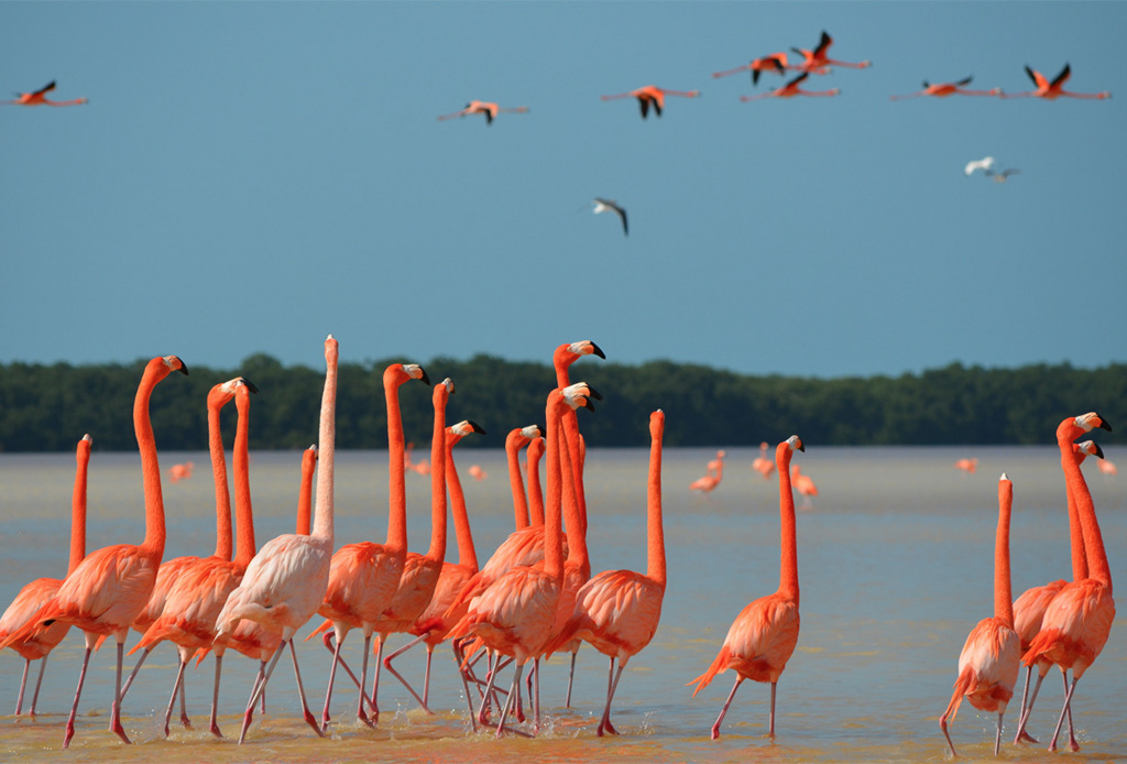 Las mejores playas vírgenes de México - playa-flamingos