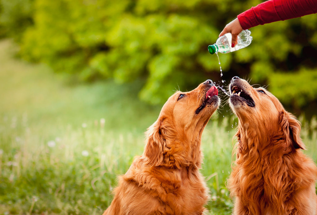 Necesitas saber esto antes de salir a correr con tu perro en temporada de calor - perro-correr-calor-6