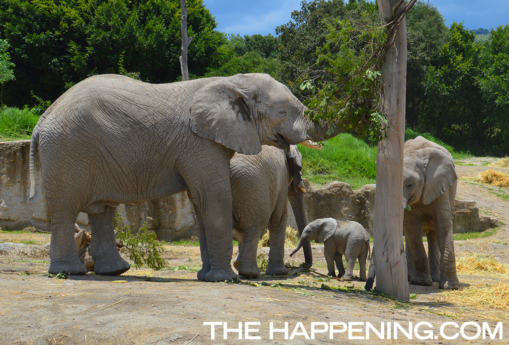 ¡Roadtrip en familia! Conoce al nuevo integrante del Africam Safari - elefante-2