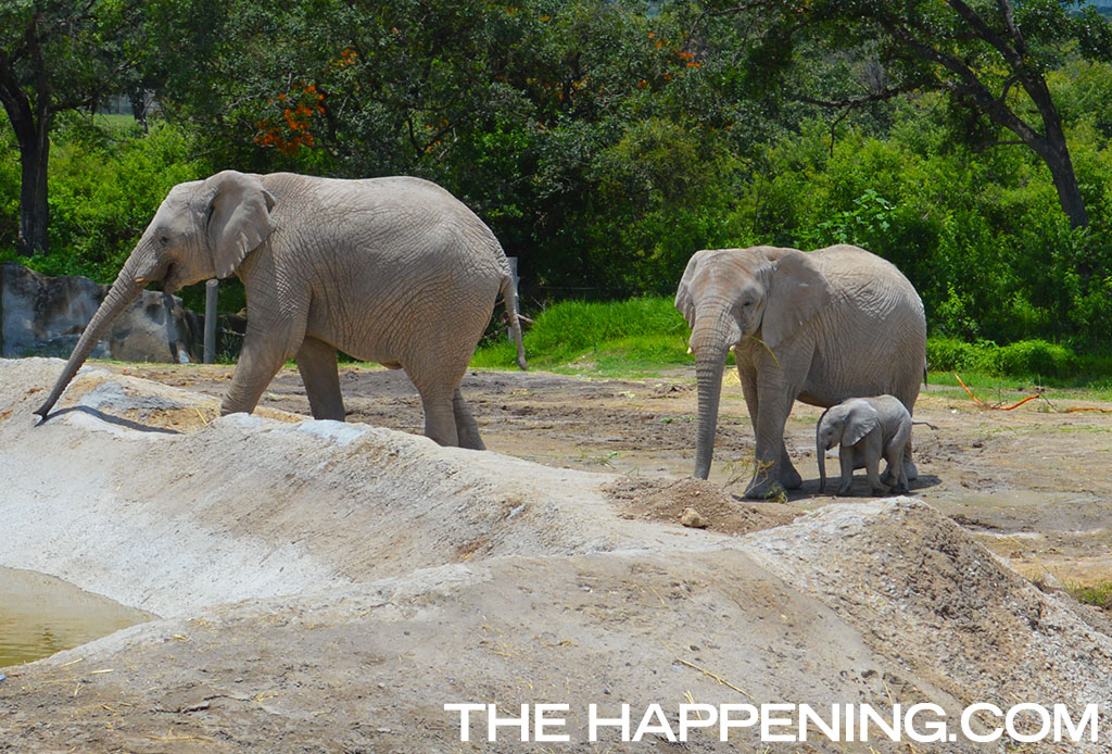¡Roadtrip en familia! Conoce al nuevo integrante del Africam Safari - elefante