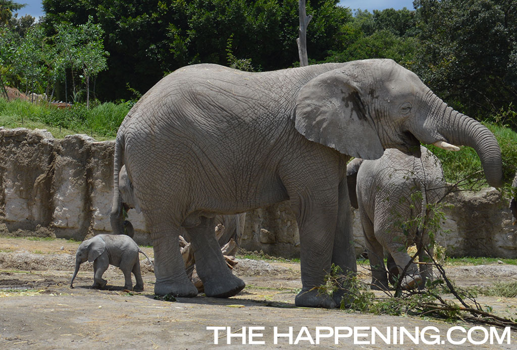 ¡Roadtrip en familia! Conoce al nuevo integrante del Africam Safari - elefantito