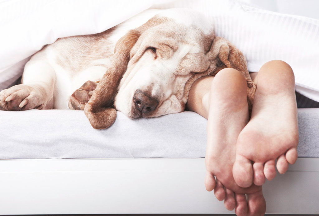 ¿Sabías que el box es una buena idea para combatir el estrés? ¿Sabías que el box es una buena idea para combatir el estrés? - perro-dormir-3-1024x694