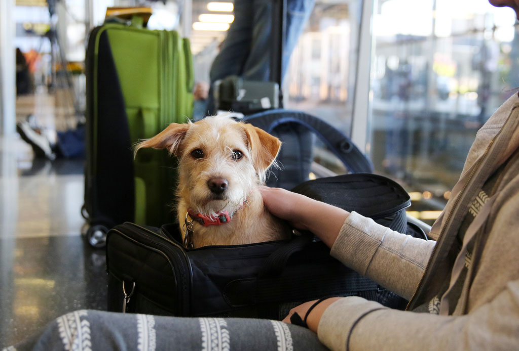 Esto es lo que tu mascota necesita para viajar contigo en un avión - perro-gatos-viajes-cdmx-2