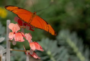 Ya existen las primeras flores artificiales para alimentar insectos en las grandes ciudades - flores-artificiales-3d-food-for-buzz-matilde-boelhouwer-1-300x203
