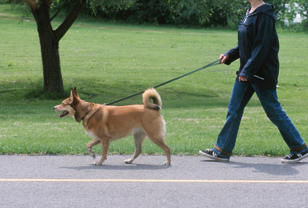7 pasos para educar a tu perro a que camine/corra a tu lado - caminar-con-perro-3