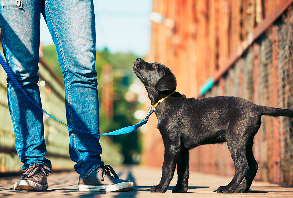 7 pasos para educar a tu perro a que camine/corra a tu lado - caminar-con-perro-4