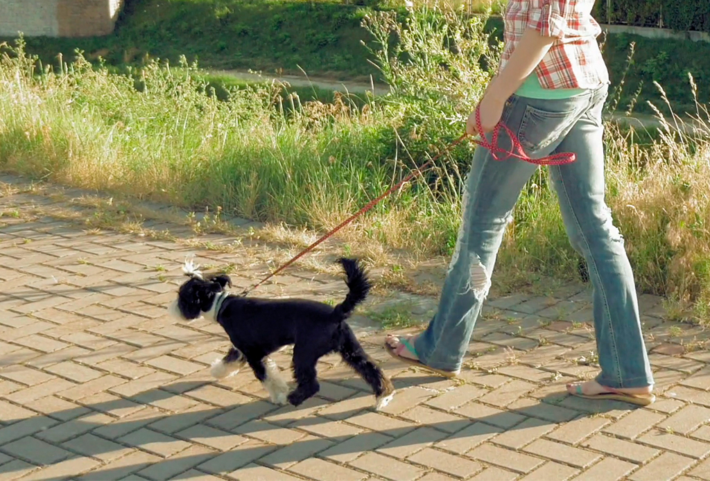 7 pasos para educar a tu perro a que camine/corra a tu lado - caminar-con-perro-6