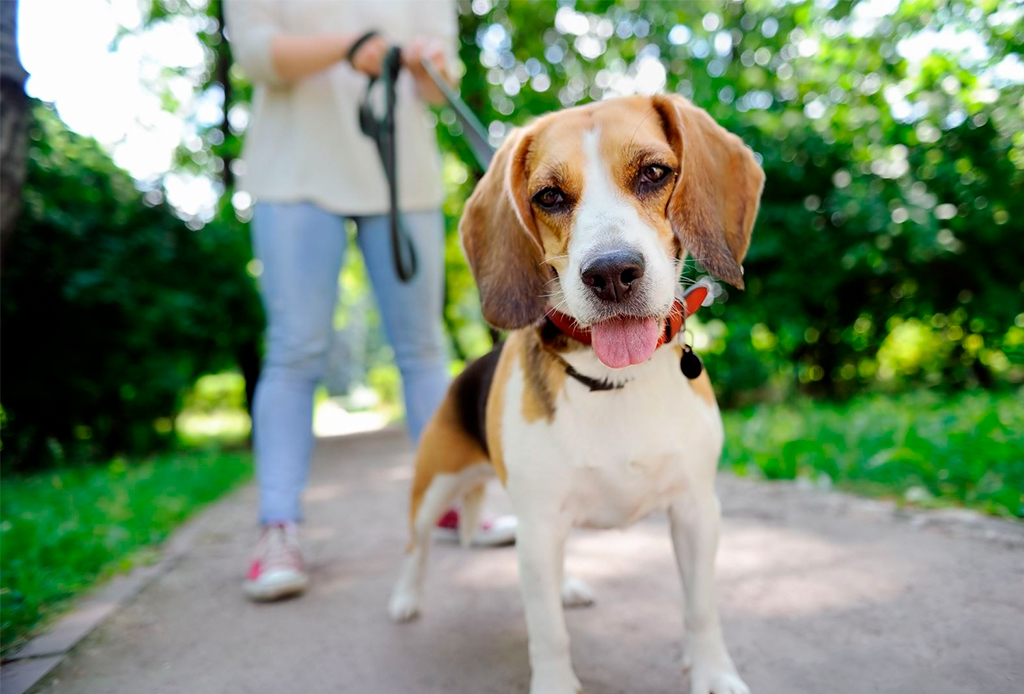 7 pasos para educar a tu perro a que camine/corra a tu lado - caminar-con-perro-7