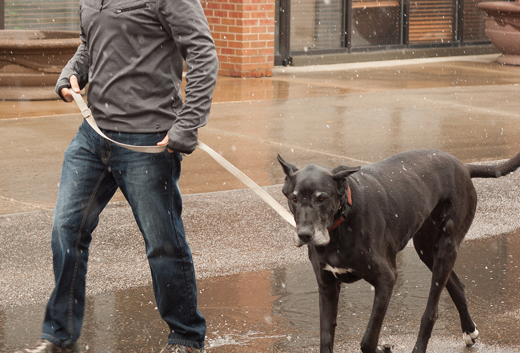 7 pasos para educar a tu perro a que camine/corra a tu lado - caminar-con-perro-8