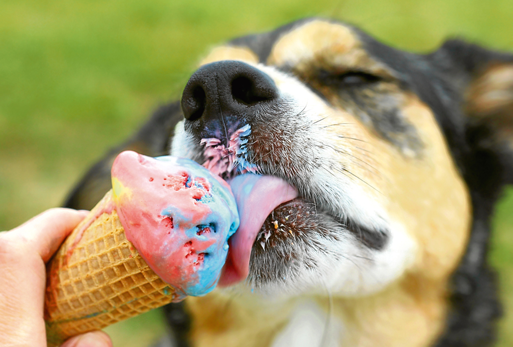 No sufras con el calor y disfruta un helado con tu perrito en estos spots en CDMX