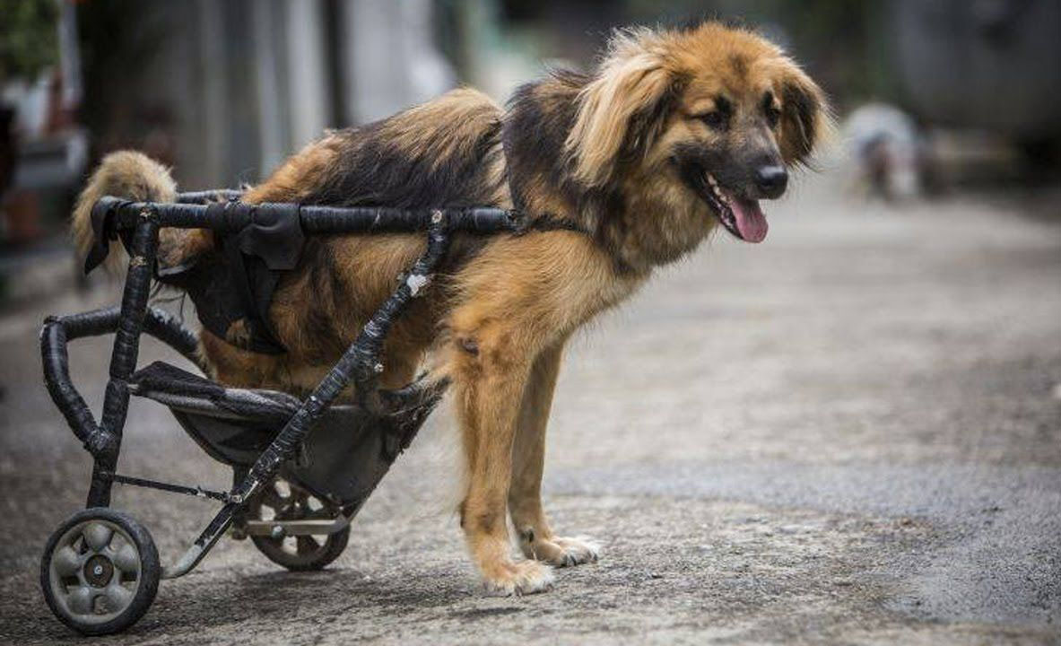 5 organizaciones que ayudan a los animales de todo el mundo