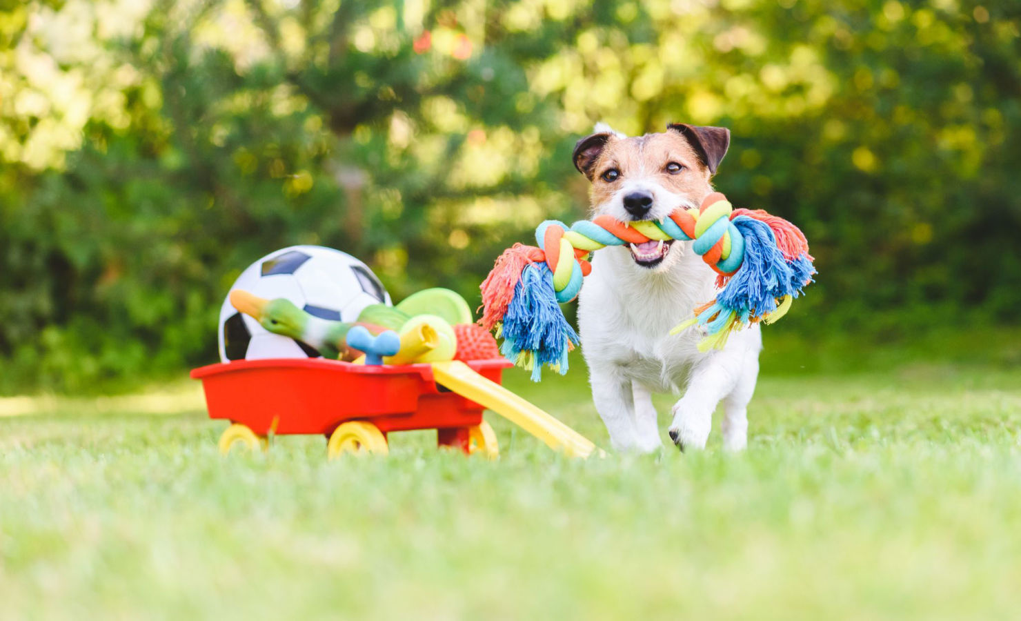 7 Juegos para entretener a tus perros en casa durante la cuarentena