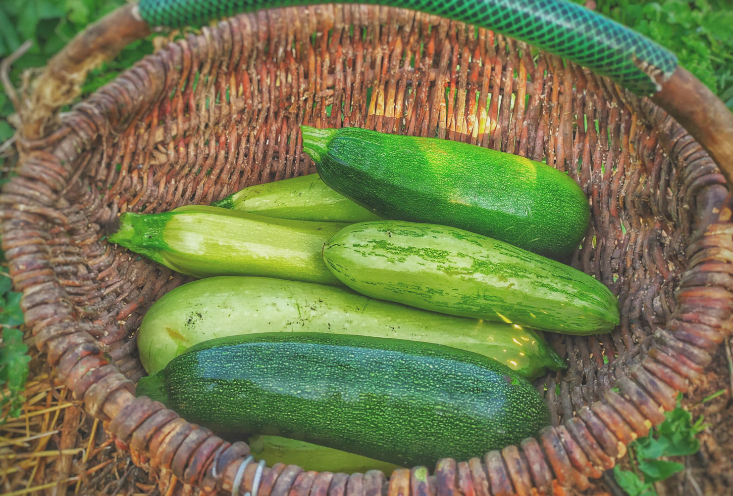 Si quieres hacer tu huerto casero, estas son las frutas y verduras más fáciles de cosechar Si quieres hacer tu huerto casero, estas son las frutas y verduras más fáciles de cosechar - frutas-y-verduras-faciles-de-cosechar-calabazas