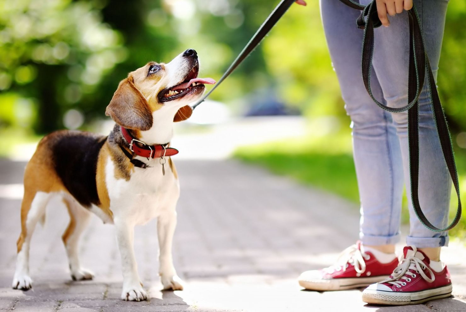 necesitas entrenamiento para ser un paseador de perros