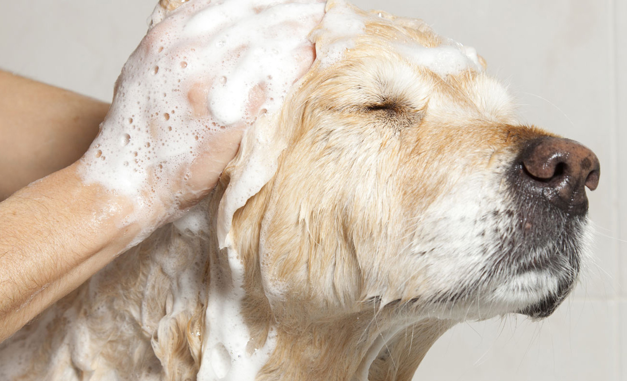 Cómo hacer un shampoo de romero casero para tu perro