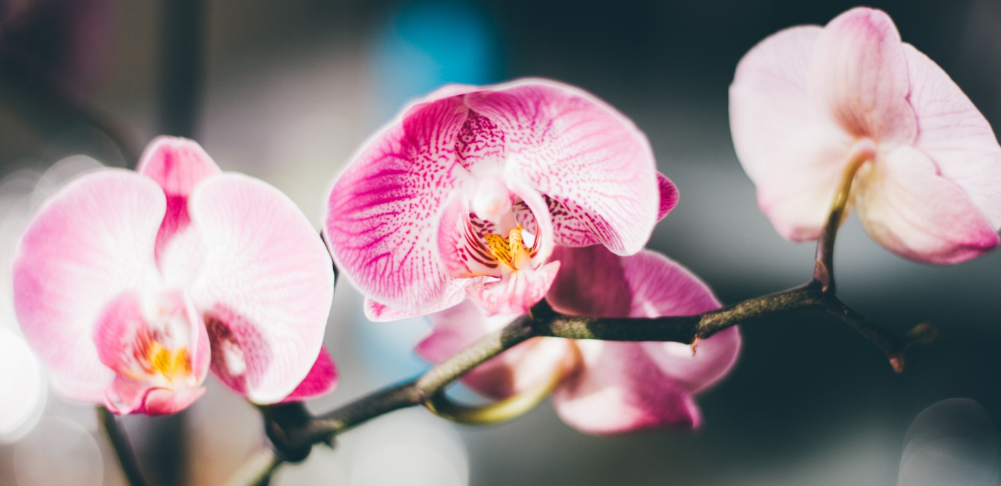 ¿Qué hacer con las orquídeas cuando pierden sus flores?