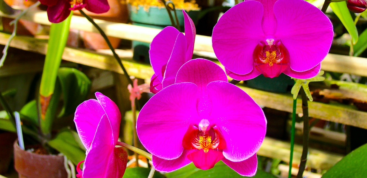 Tipos de orquídeas más populares que tienes que conocer
