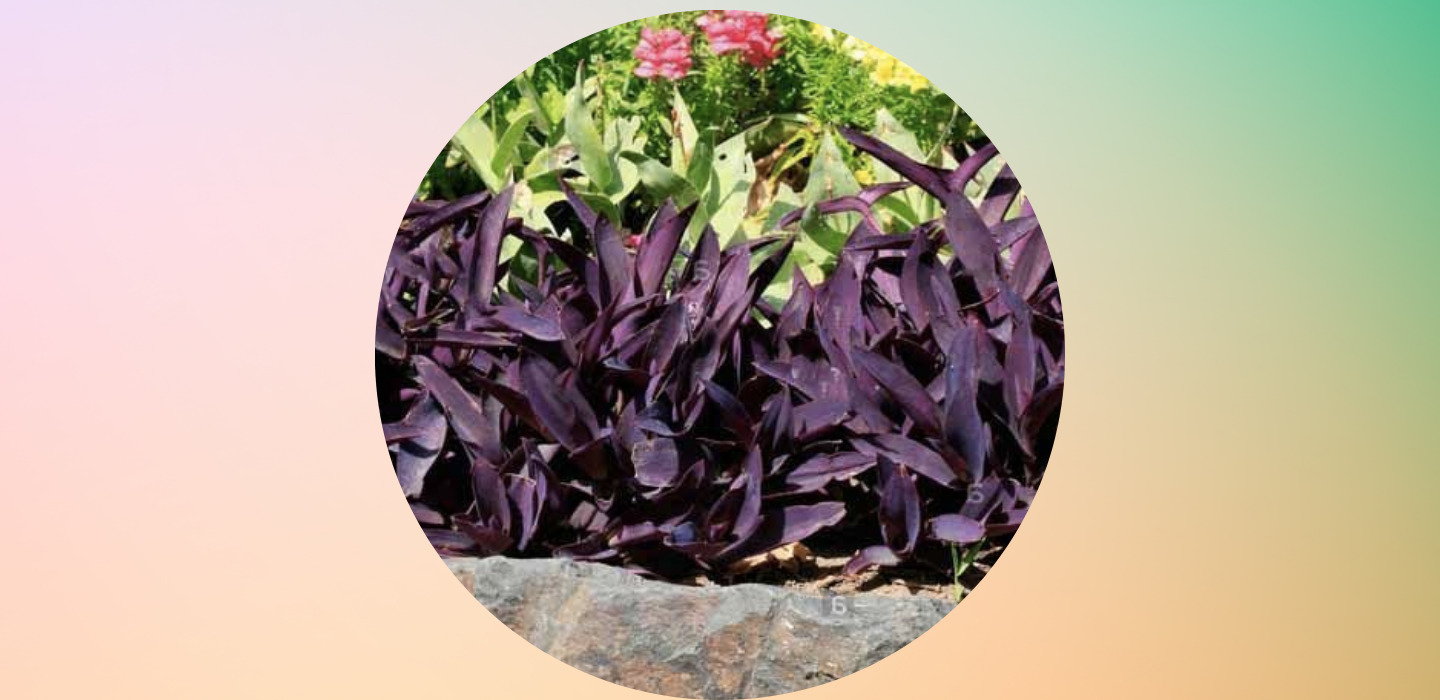Plantas negras que puedes tener en casa y darle un toque diferente - sabrina-2022-03-21t001759987