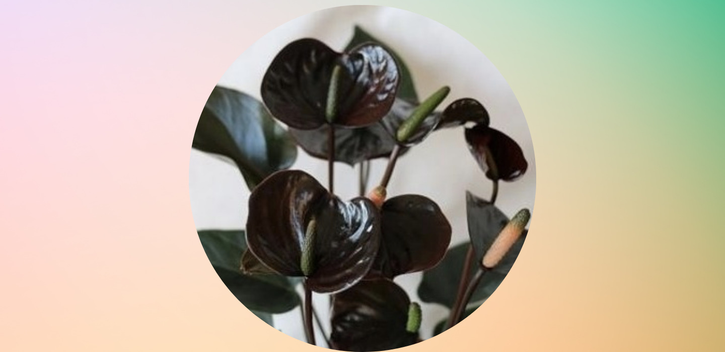 Plantas negras que puedes tener en casa y darle un toque diferente - sabrina-2022-03-21t001818506