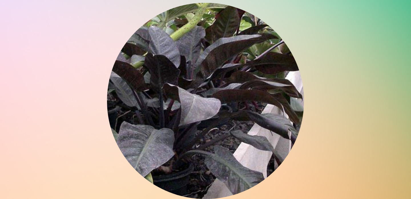 Plantas negras que puedes tener en casa y darle un toque diferente - sabrina-2022-03-21t001829615