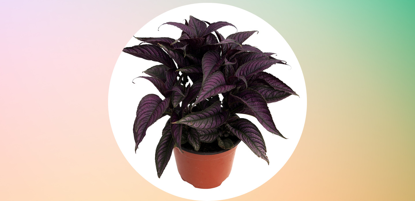 Plantas negras que puedes tener en casa y darle un toque diferente - sabrina-2022-03-21t002707623