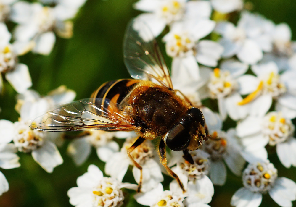 las abejas son malas para los perros