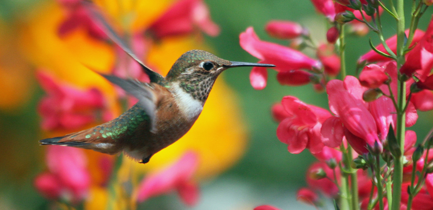 4 plantas para atraer colibríes a tu jardín o ventana