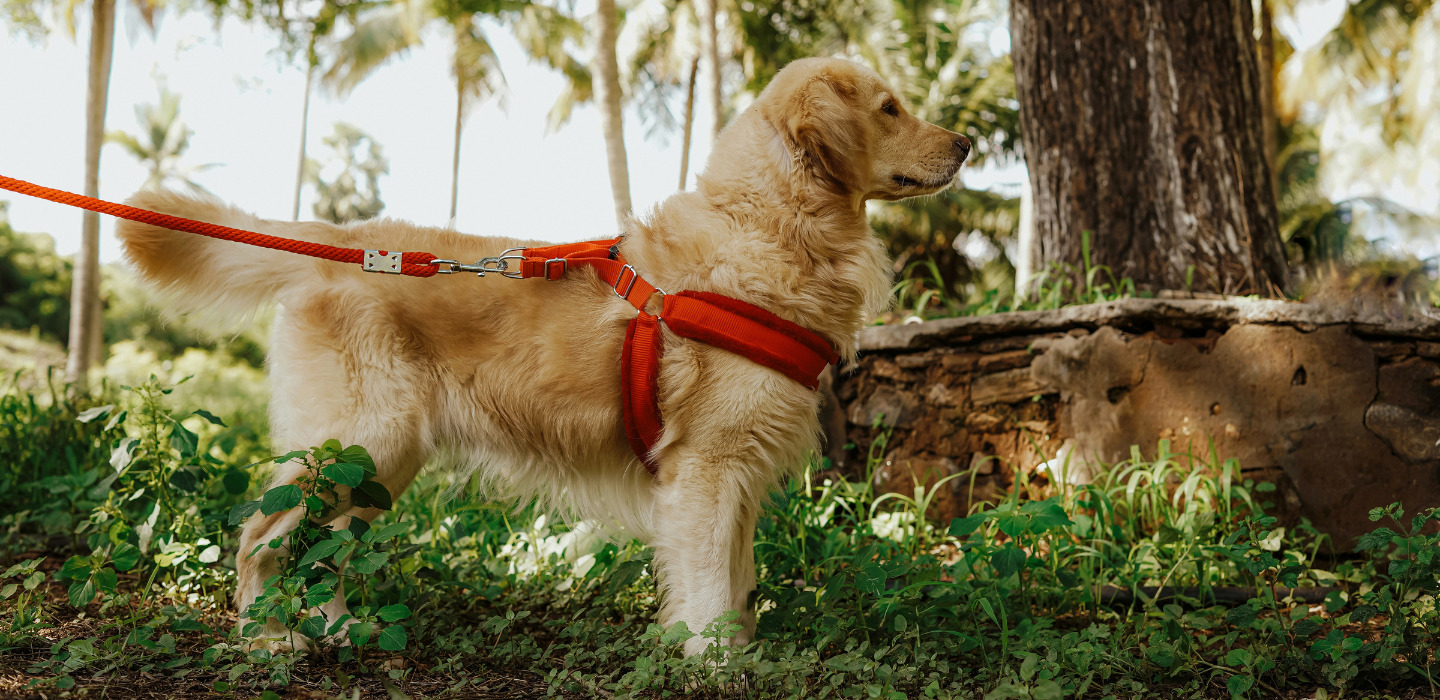 Discutir tubo respirador Largo Tipos de correas para tus perros ¡Cada mascota necesita algo único!
