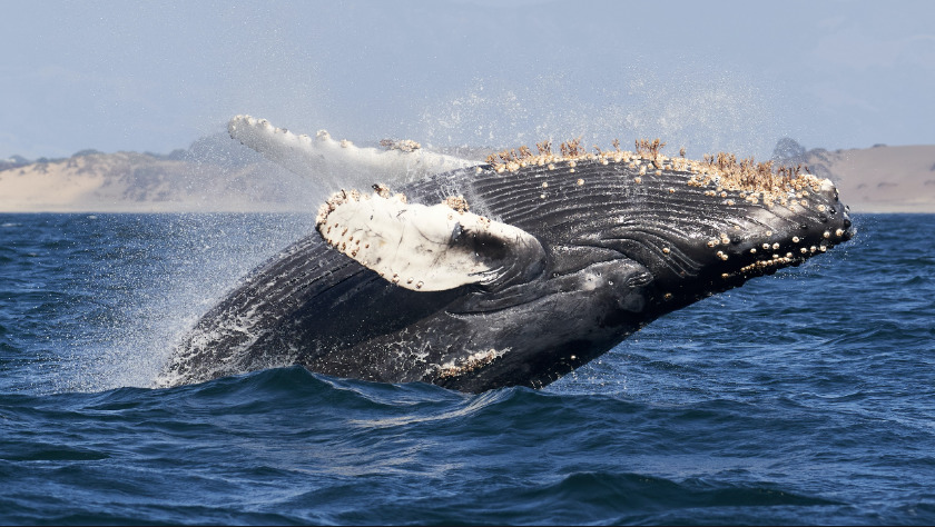 Cosas que debes saber antes de tomar un tour de avistamiento de ballenas en México
