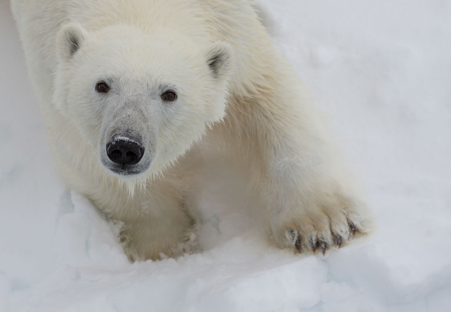 La ciudad al fin del mundo: Svalbard, el reino de los osos polares en el Ártico La ciudad al fin del mundo: Svalbard, el reino de los osos polares en el Ártico - quark-expeditions-intro-to-spitsbergen-sef-nor-05062018-090148-credit-sueflood