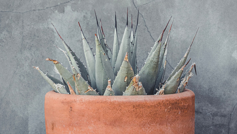 Festival del Agave, Fiesta y Son
