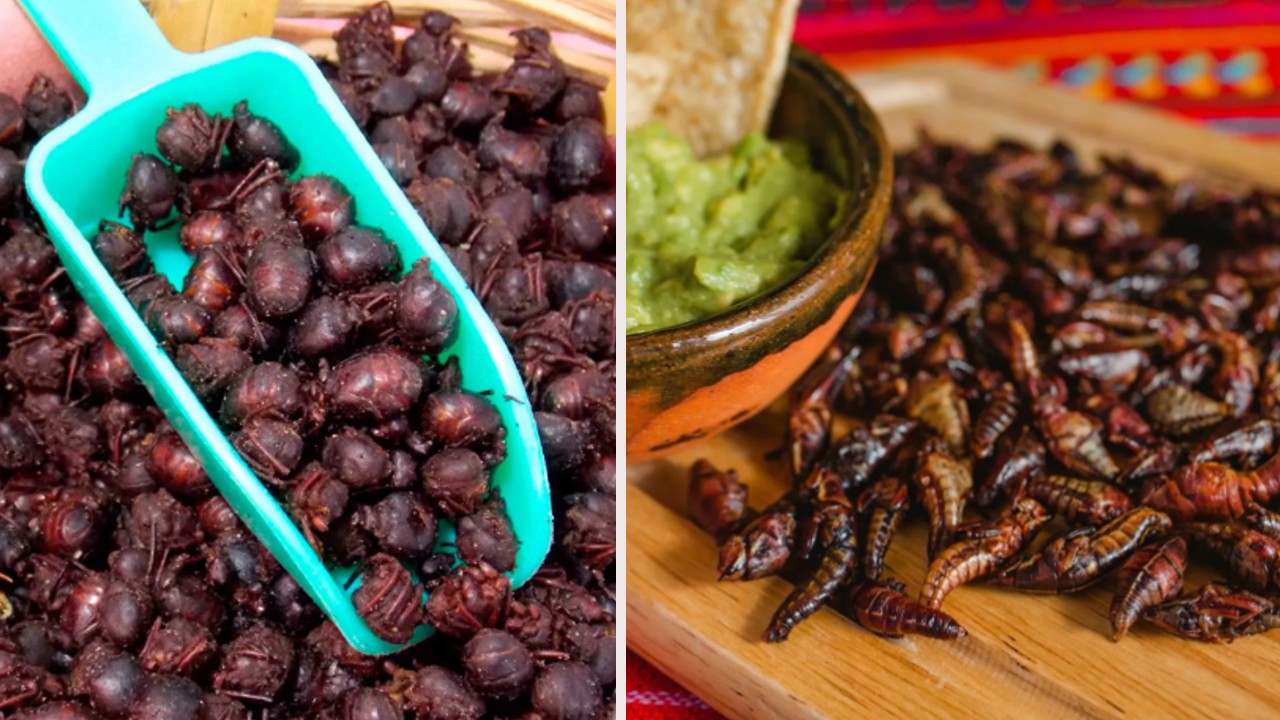Los insectos que se utilizan en la gastronomía mexicana