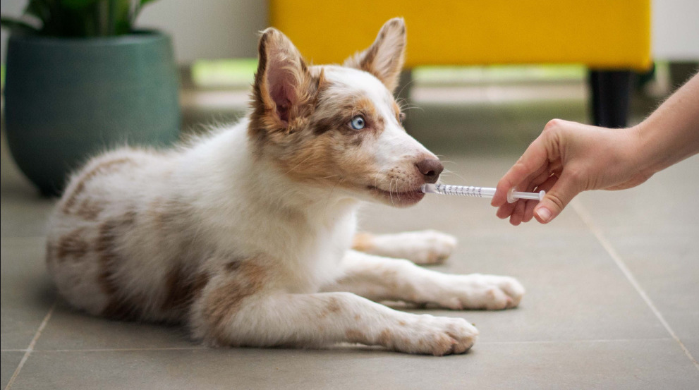 En la casa también hay que tener un botiquín de primeros auxilios para  mascotas