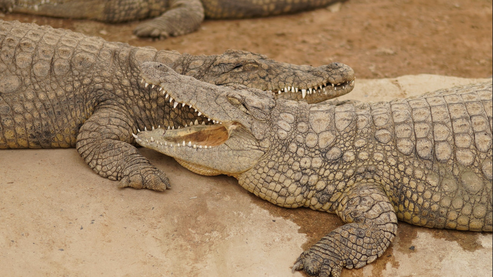 El santuario de cocodrilos en México que te dejará con la boca abierta