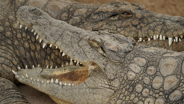 El santuario de cocodrilos en México que te dejará con la boca abierta - captura-de-pantalla-2023-09-20-081924