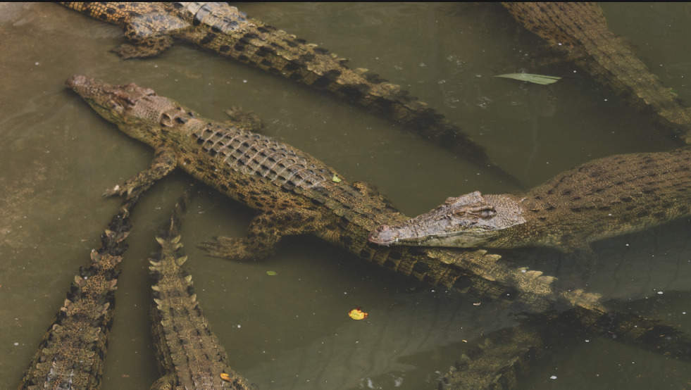 El santuario de cocodrilos en México que te dejará con la boca abierta - captura-de-pantalla-2023-09-20-082111