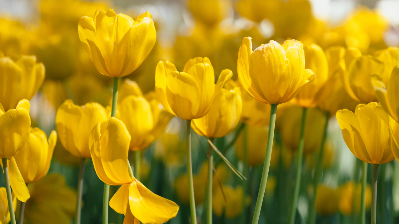 ¿Qué flores amarillas regalar dependiendo de su significado?