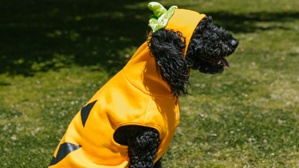 ¿Es malo disfrazar a tu perrito en Halloween? - captura-de-pantalla-2023-10-12-062924