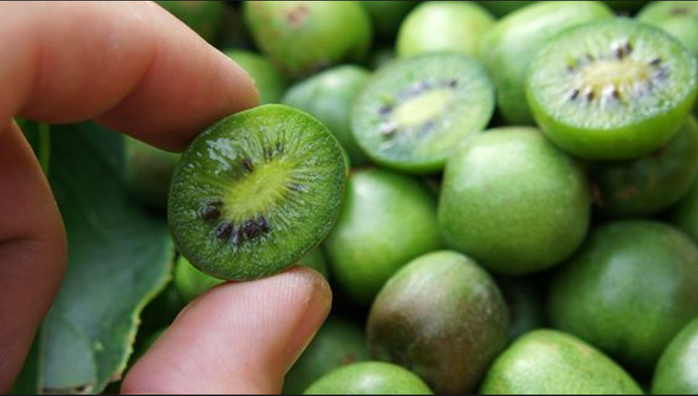 La fruta que parece uva pero en realidad es un kiwi miniatura - captura-de-pantalla-2023-10-24-072318