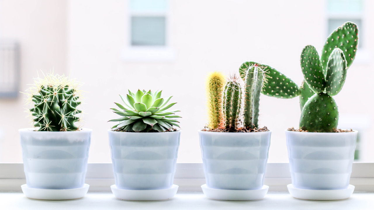 ¿Es bueno tener algún cactus es casa?